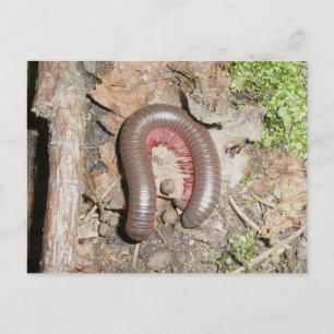 Postal Millipede (Spiroblida-Narceus americanus)