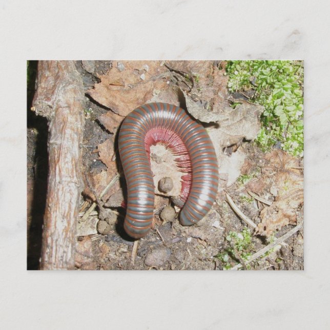 Postal Millipede (Spiroblida-Narceus americanus) (Anverso)