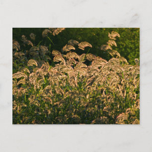 Postal Millón silvestre (Panicum Sp.) Crecer En Humedales