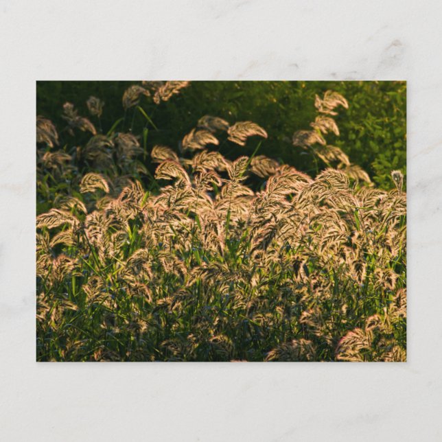 Postal Millón silvestre (Panicum Sp.) Crecer En Humedales (Anverso)