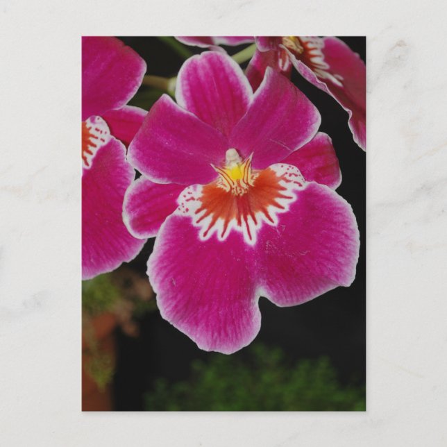 Postal Miltonia Eros pansy orchid (Anverso)