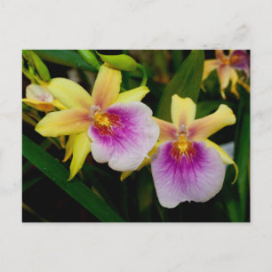 Postal Miltonia Sunset