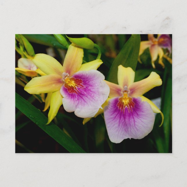 Postal Miltonia Sunset (Anverso)