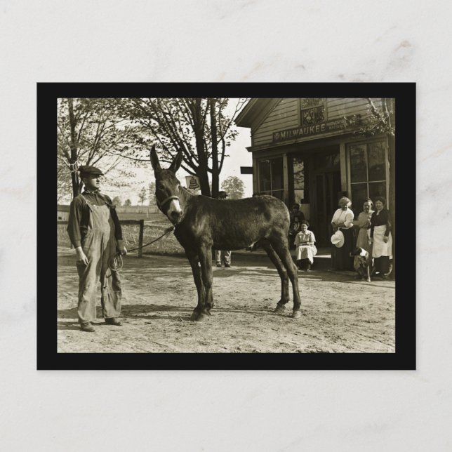 Postal Milwaukee Mule y la cosecha de agricultores (Anverso)