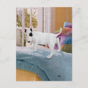 Postal ¿Mimado? Cachorro de Bull Terrier... No
