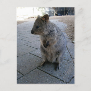 Postal "Mimos en Australia: Un Quokka Gris Acurrucador"