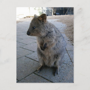 Postal "Mimos en Australia: Un Quokka Gris y Acurrucador"