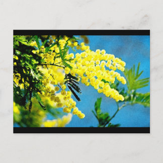 Postal Mimosa de France