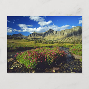 Postal Mimulus de Logan Pass en Glacier National