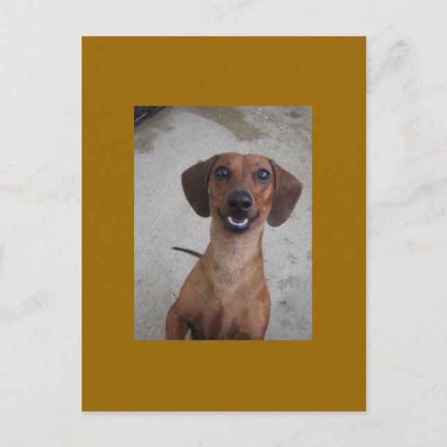 Postal Minature Dachshund (Anverso)