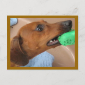 Postal Minature Dachshund