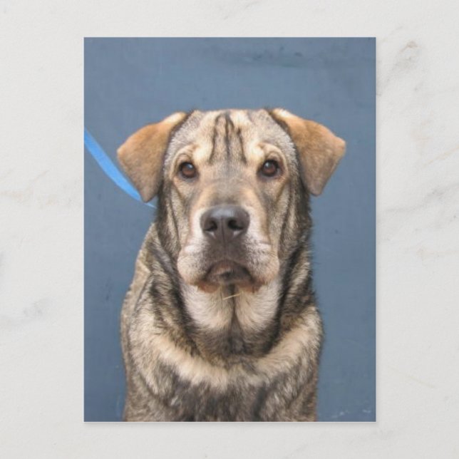 Postal Mindy (Anverso)