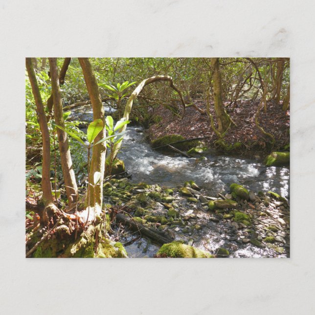 Postal Mingus Creek en Smoky Mountains (Anverso)