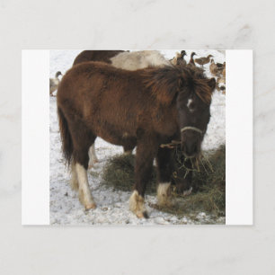 Postal mini caballo