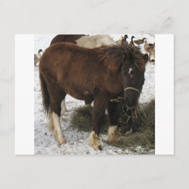 Postal mini caballo (Anverso)
