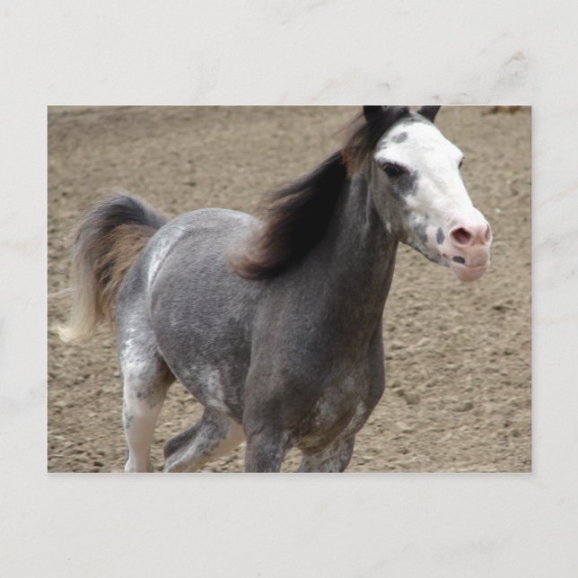 Postal Mini caballo en clase de libertad en un espectácul (Anverso)