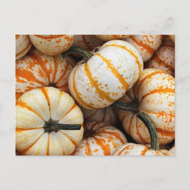 Postal Mini calabazas blancas y Naranjas (Anverso)