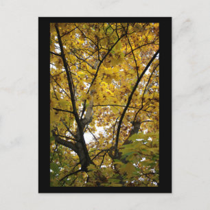 Postal Mini impresión de hojas amarillas en otoño