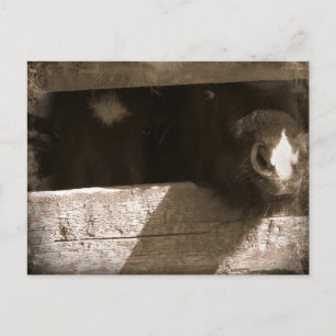 Postal Mini nariz sobre la puerta