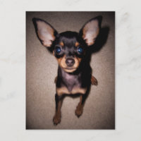 mini pinscher.