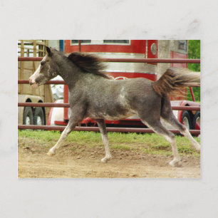Postal Mini Pinto Gallops de caballos