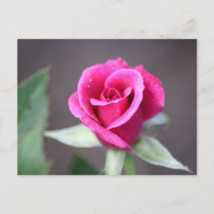 Postal mini rosa rosa oscuro