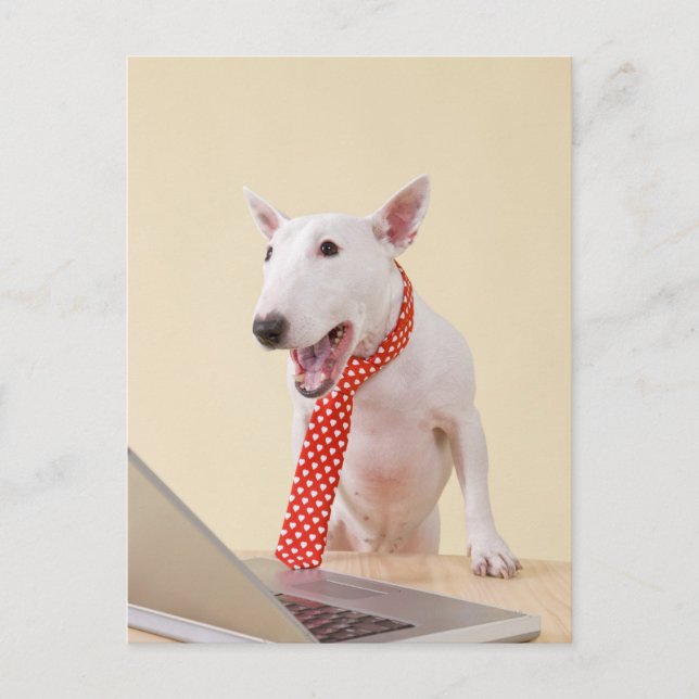 Postal Miniatura Bull Terrier mirando el portátil, (Anverso)