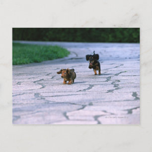 Postal Miniatura Dachshund 3