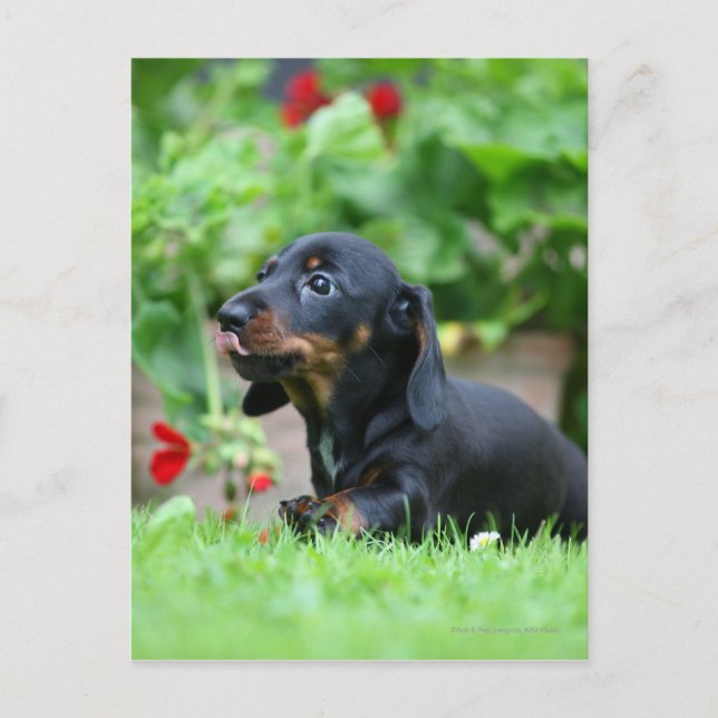 Postal Miniatura de cabello liso Dachshund 1 (Anverso)