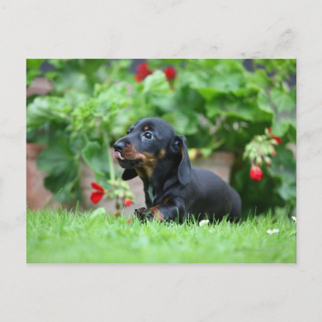 Postal Miniatura de cabello liso Dachshund 1 (Anverso)