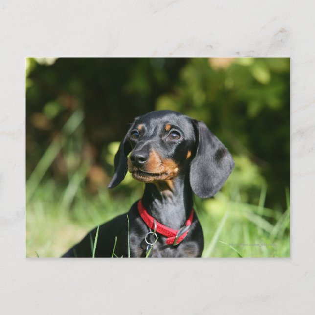 Postal Miniatura de cabello suave Dachshund 3 (Anverso)