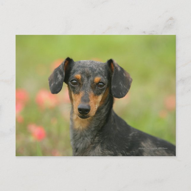 Postal Miniatura de cabello suave Dachshund Puppy Mirando (Anverso)