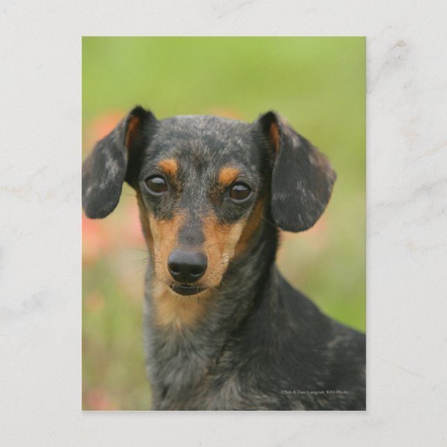 Postal Miniatura de cabello suave Dachshund Puppy Mirando (Anverso)