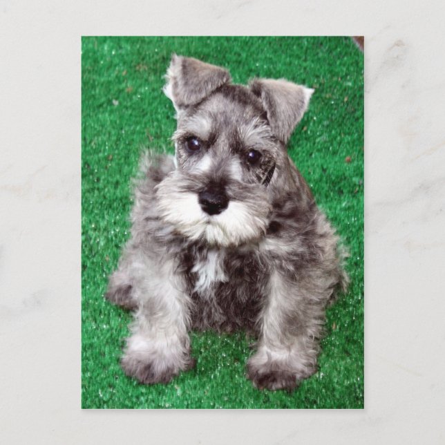 Postal miniatura de Schnauzer Puppy (Anverso)