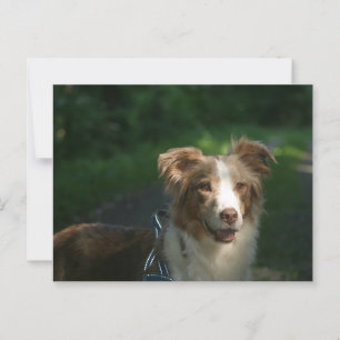 Postal Miniatura Pastor americano Red Merle
