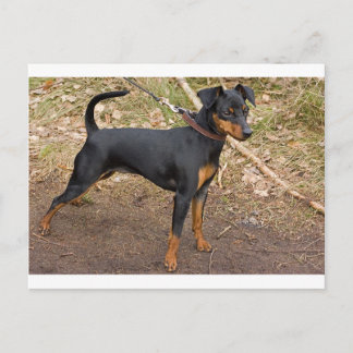 Postal Miniatura_pinscher