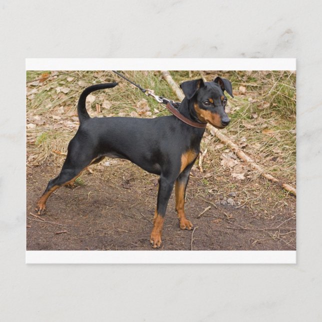 Postal Miniatura_pinscher (Anverso)