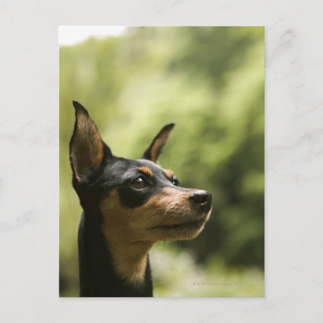 Postal Miniatura Pinscher (Min-Pin) (Anverso)