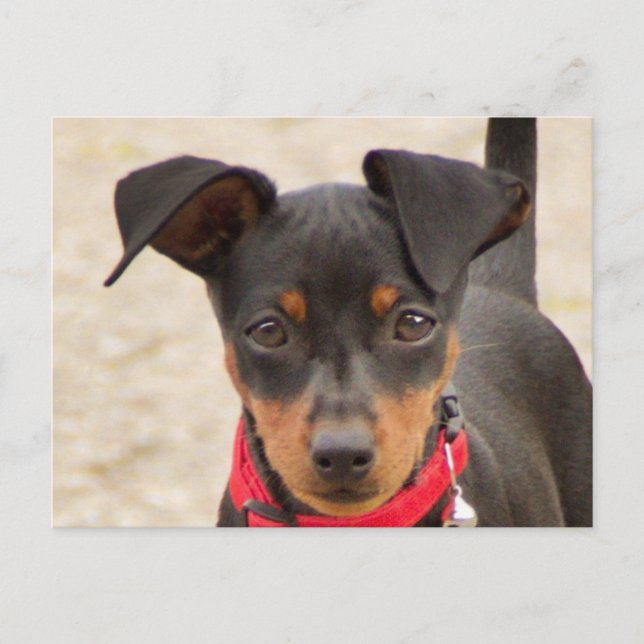 Postal miniatura-pinscher-negro y moho (Anverso)