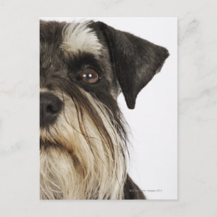 Postal Miniatura Schnauzer, toma de estudio, primer plano