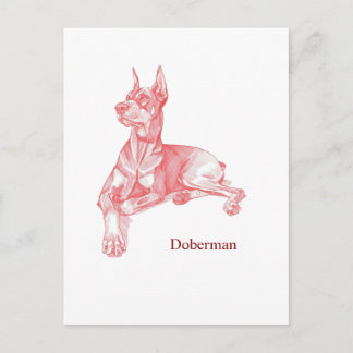 Postal Minimalist Red Pencil Doberman Pinscher Sketch 