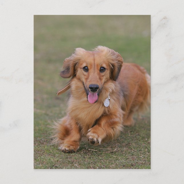 Postal Miniture Dachshund (Anverso)