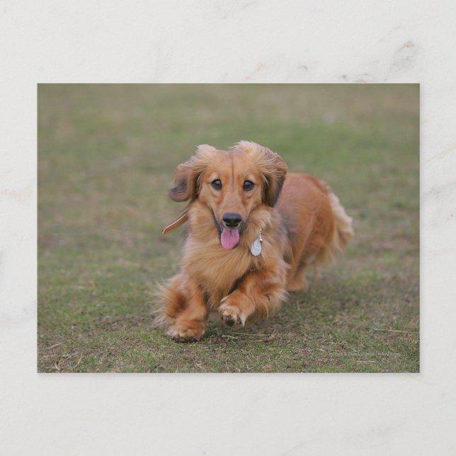 Postal Miniture Dachshund (Anverso)