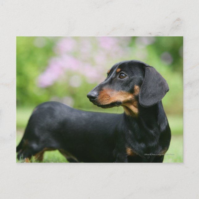 Postal Miniture Dachshund 2 negra y tan (Anverso)