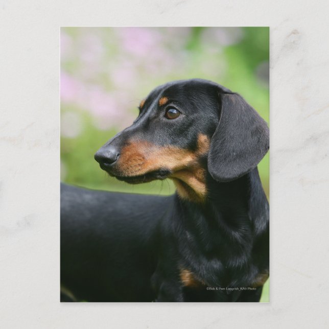 Postal Miniture Dachshund 2 negra y tan (Anverso)
