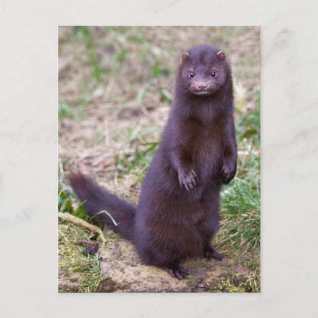 Postal Mink Americana (Anverso)