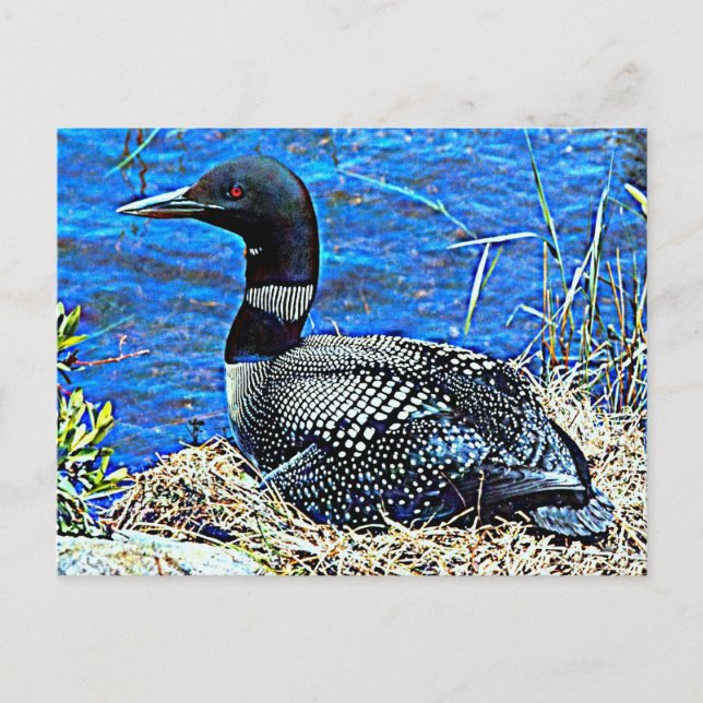 Postal Minnesota Common Loon (Anverso)
