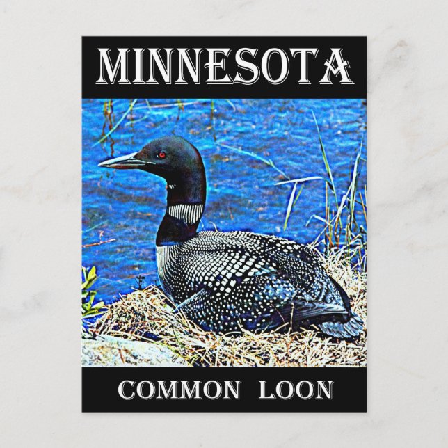 Postal Minnesota Common Loon (Anverso)