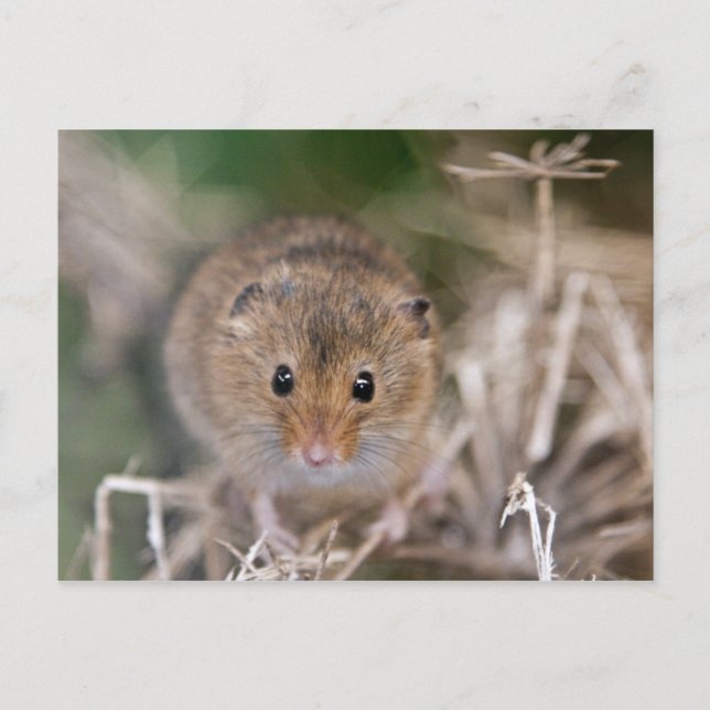 Postal Minnie Postcard (Anverso)
