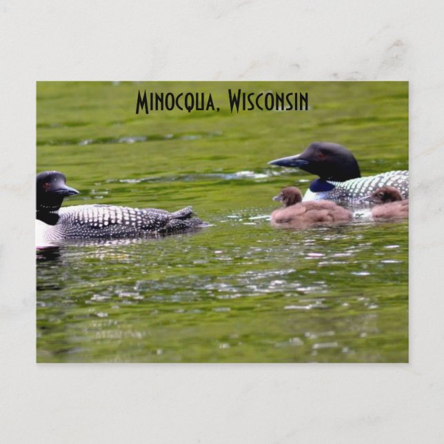 Postal Minocqua Wisconsin Postcard Lake Up North Loons (Anverso)